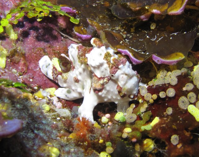 Warty Frogfish